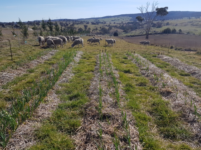 regenerative grazing underway on the garlic patch
