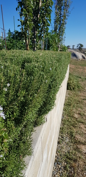 rosemary hedge done