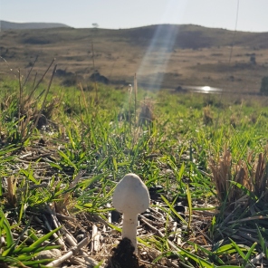 mushrooms = autumn