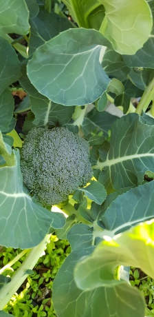 broccoli baby